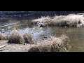Heron Trying To Eat Baby Ducks But Canadian Goose Chases It Off