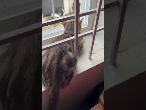 Cat | fanny | cute cat