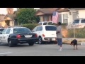 Hawthorne, CA Police Kill Dog in COLD BLOOD ...