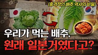 한국 배추 사라질 뻔했다? 일본 제안 거절하고 지켜낸 이야기!