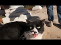 When Black And White Cat Saw Me She Began To Meow Very Loudly Because Was So Hungry