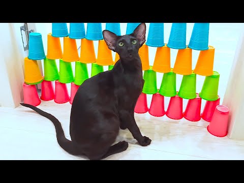 Katzen Hindernis-Zerstörung Challenge | 5 Ebenen | Schwarze Orientalisch Kurzhaar Katze Rexton