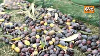 olio-ottimo-contro-i-tumori-ma-la-produzione-cala