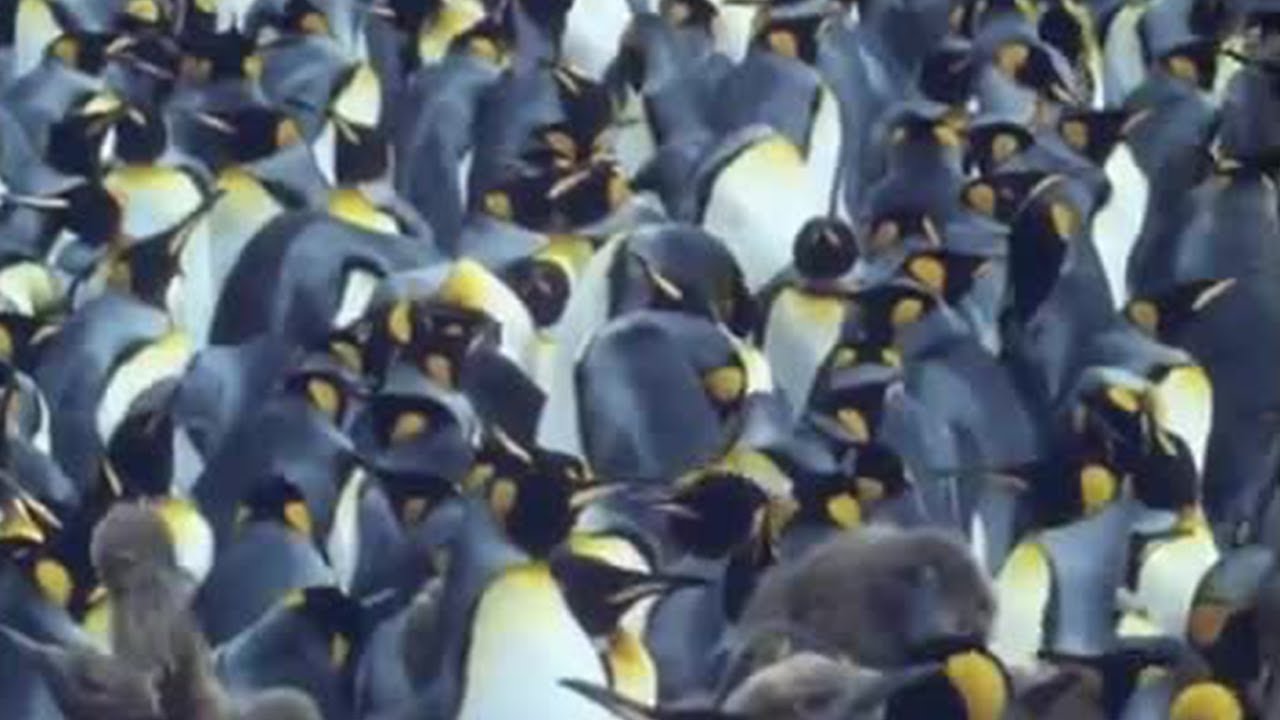 King penguins | Attenborough: Life in the Freezer | BBC