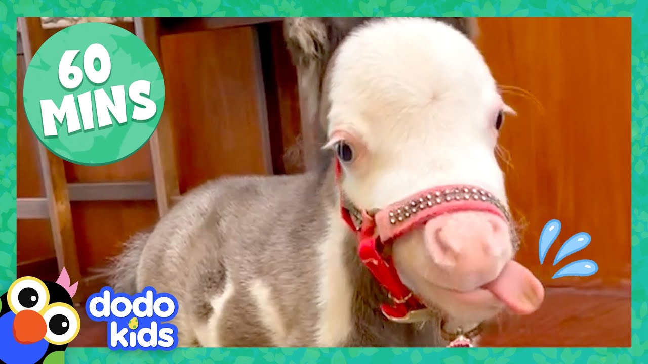 60 Minutes Of The Most Amazing Horse Stories | 1 Hour Of Animal Video | Dodo Kids