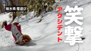 【スキー場・雪山編#8】笑撃アクシデント！　イングリッシュコッカースパニエル「みみ」 の気持ち