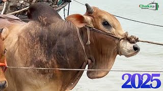 Download Lagu cow unloading, cow videos, cow video, cow jumping, animal, big cow, goru hamba cow, Ep - 74 Thumbnail