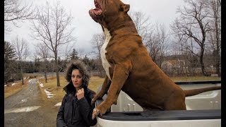 THE HULK LIFE: He is back He jumped through the damn second story WINDOW!!!