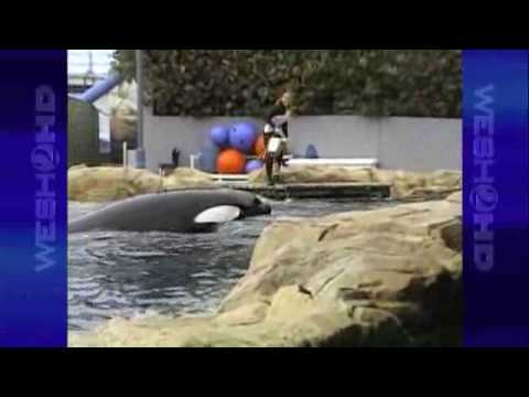 Tilikum Attack Video