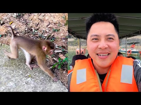 Hearing that Monkey Kaka was discovered on a new island, Dad immediately set off.