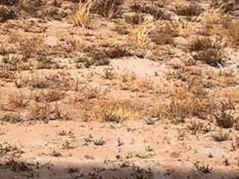 Homes for Sale - Las Borregas Belen NM 87002 - Nancy Montoya