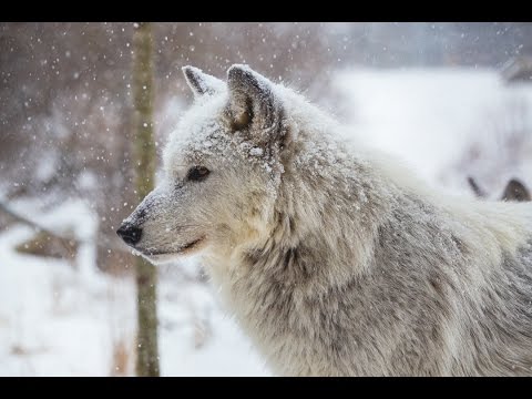 Wolves Howling In Winter