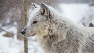 Wolves Howling In Winter