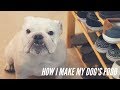 Homemade Dog Food For Bulldogs Free Download Audio Mp3 and Mp4