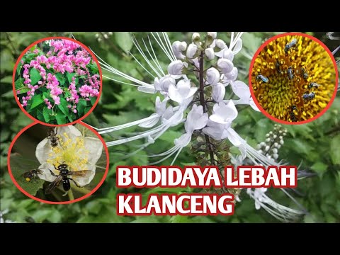 , title : 'Budidaya Lebah Klanceng ( kelulut ) | Makanan Klanceng yang disukai'