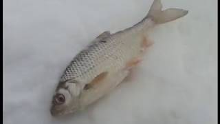 Рыбалка на камском водохранилище летом
