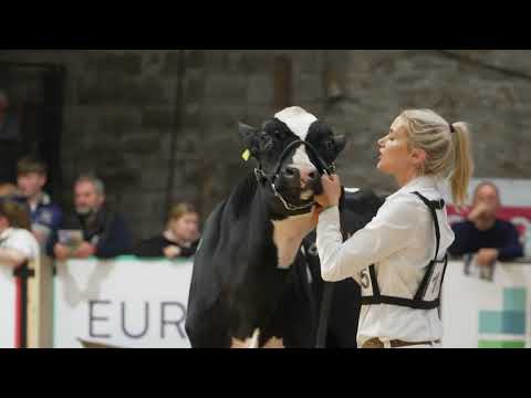 Phenomenal Heifer - Jones Hanko J Lo wins class 9 at  National Dairy Show 2022.Also Junior Champion