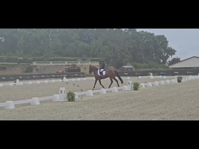 Jument - KWPN - 10 ans - Dressage - France