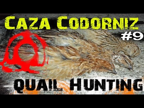 CAZA de CODORNICES con Kai #9 | QUAIL HUNTING | HD