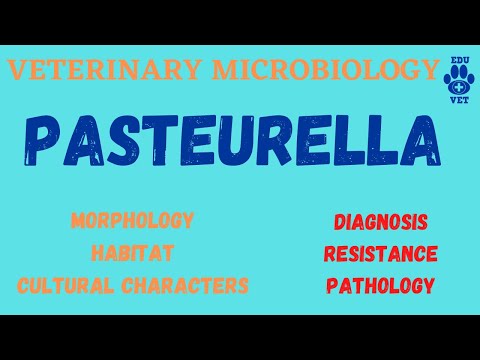 , title : 'Pasteurella|Microbiology'