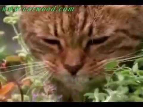 Cats on weed/marijuana