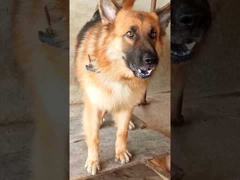 Dor Loudly Barking Sound,Dog Barking Dog Sound #germanshepherd #shorts #trending #dogvideos