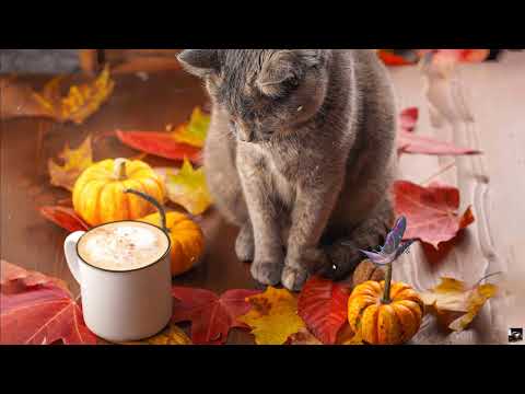 Slow Jazz: Jazz and Bossa Nova to relax, work, study, eat - Jazz music for good mood