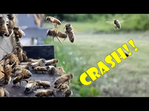 Slow Motion Honey Bee Crashes