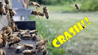 Slow Motion Honey Bee Crashes