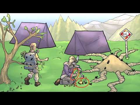 Bacillus Anthracis for the USMLE Step 1