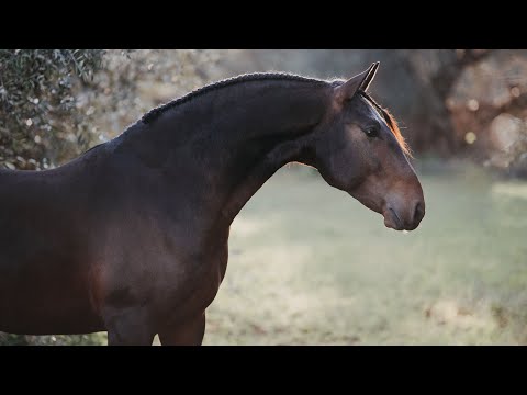 **SOLD** Piro Free 1.70m Lusitano Stallion - Dressage Prospect (REF#492)