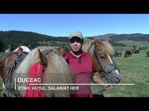 4 Cresterea cailor hutuli