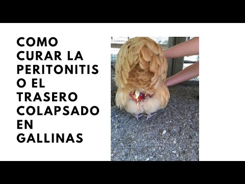 , title : 'Como curar la peritonitis o el trasero colapsado en gallinas'