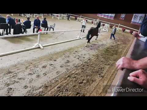 2 yo colt by Cascadello