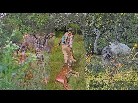 Axis deer hunt 🦌🦌 Adventure in Corrientes!! 🐗🐎