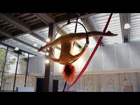 Danza Aérea para Eventos