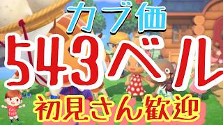 【あつ森とテトリス】カブ価543ベル島など　ライブ参加型