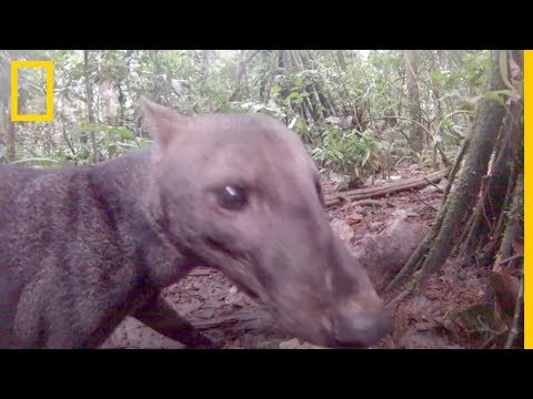 ¡No te lo pierdas! Un perro de la JUNGLA extremadamente raro | National Geographic en Español
