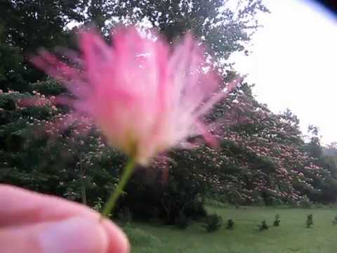 download lagu mp3 mp4 Persian Silk Plant, download lagu Persian Silk Plant gratis, unduh video klip Persian Silk Plant