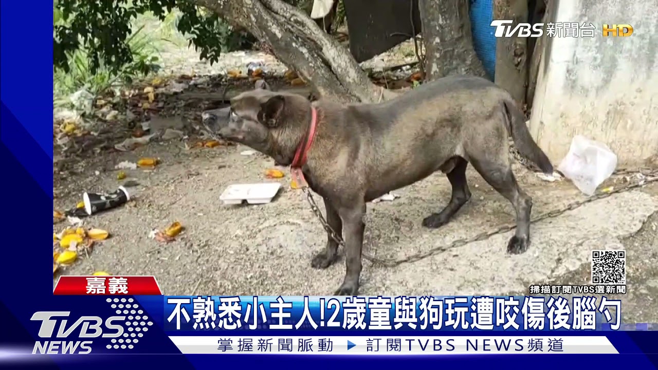 4歲哥帶2歲弟看狗!不熟悉小主人 狠咬男童後腦勺