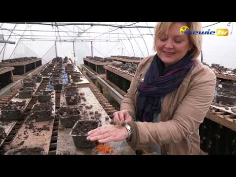 SNAIL BREEDING IN WROŃSK, KONOPNICA MUNICIPALITY - siewie.tv