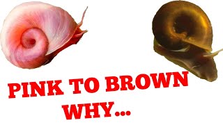 🔴 Ramshorn snail turning brown...