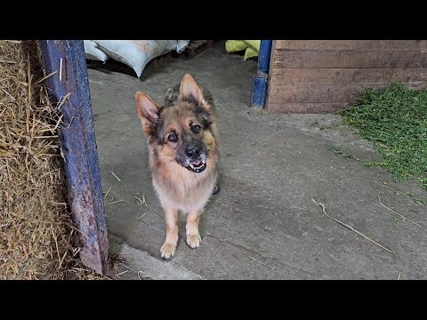 The Giant Rat Sent a Smaller Rat to Scout - We Caught Him