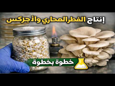 Secrets to producing Agaricus and Oyster Mushroom Spawn Correctly and Successfully