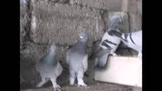 nevşehir taklaci güvercin festival şampiyonlari