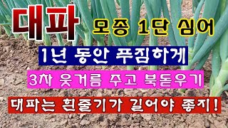 [텃밭농부 1,905]   대파모종 1단 심어 1년동안 푸짐하게. 3차 웃거름 주고 북돋우기 #대파재배