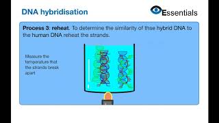 Essentials Video Animation - DNA Hybridisation