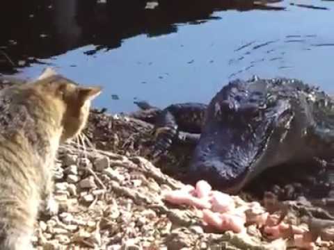 Fight: Cat VS Crocodile