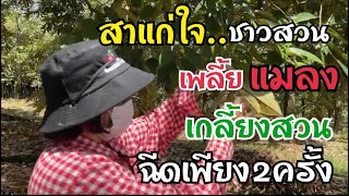 สาแก่ใจ ชาวสวน สูตรปราบเพลี้ยแมลง เร่งรัด ฉีดเพียง 2 ครั้ง