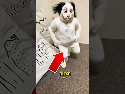 Top 5 des animaux les plus mignons du monde !